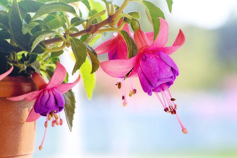 Hanging Florals